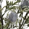 Eryngium Blue Thistle