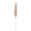 Butter Pampas Grass