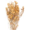 Dried Orange Babys Breath Bunch