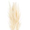 Cream Pampas Grass Stem