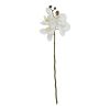 White Butterfly Orchid Stem