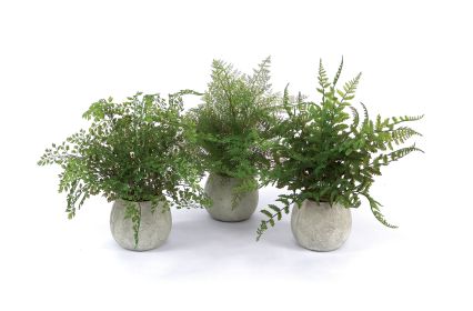 Potted Fern (Set of 3) 14"H Plastic