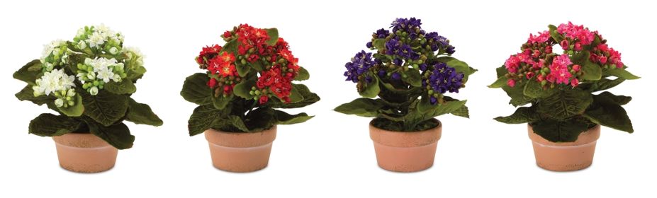 Kalanchoe w/Pot (Set of 4) 7"H Polyester