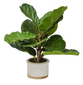 Potted Fiddle Leaf Fig 18"H Polyester/Ceramic