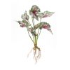 Caladium Bush (Set of 6) 18.5"H Polyester